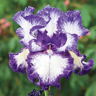 Hemstitched Reblooming Bearded Iris Seeds